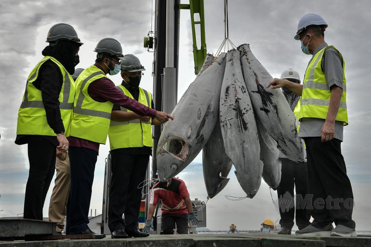 DATUK Seri Dr Ronald Kiandee (tiga dari kiri) melihat proses pendaratan ikan tuna pada Program Pendaratan Tuna di Dermaga Ayer Dalam, Pelabuhan Pulau Pinang hari ini. FOTO Bernama