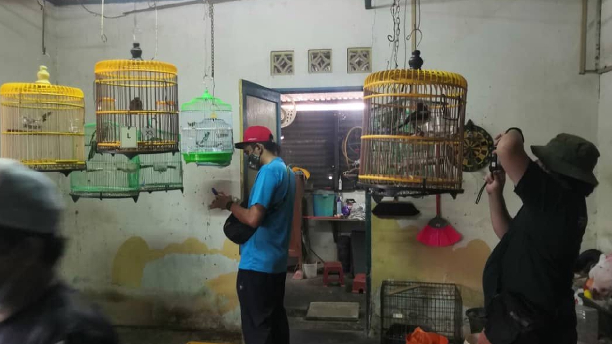 PIHAK Perhilitan merampas pelbagai spesis burung dilindungi dari sebuah rumah di Segamat,  Johor.  