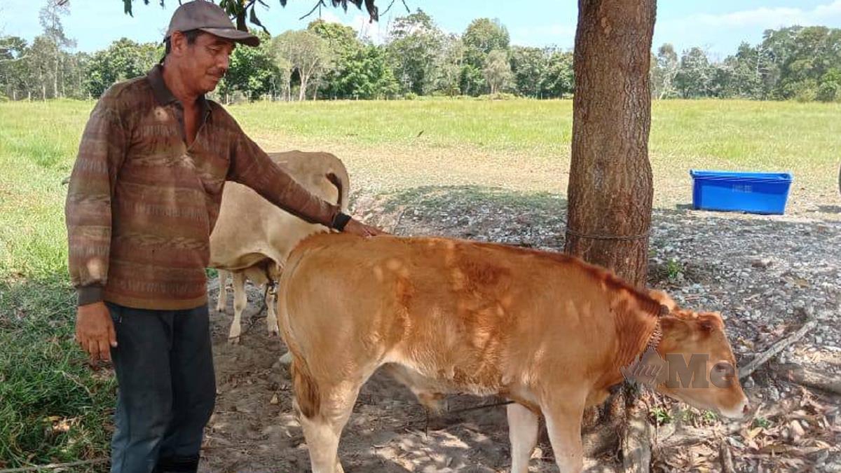 YAACOB, dari Kampung Pulau Kerengga bersama lembu baka miliknya yang hilang. FOTO ihsan Yaacob