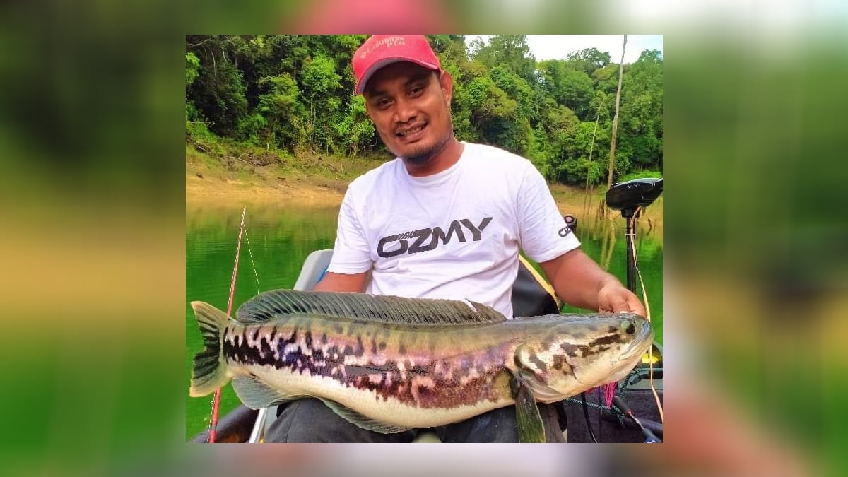 RAJA  Mohd Sayuti Raja Mamat, 27, dari Kampung Tebakang bersama ikan toman seberat lima kilogram yang dipancingnya di Tasik Kenyir. FOTO ihsan PEMBACA