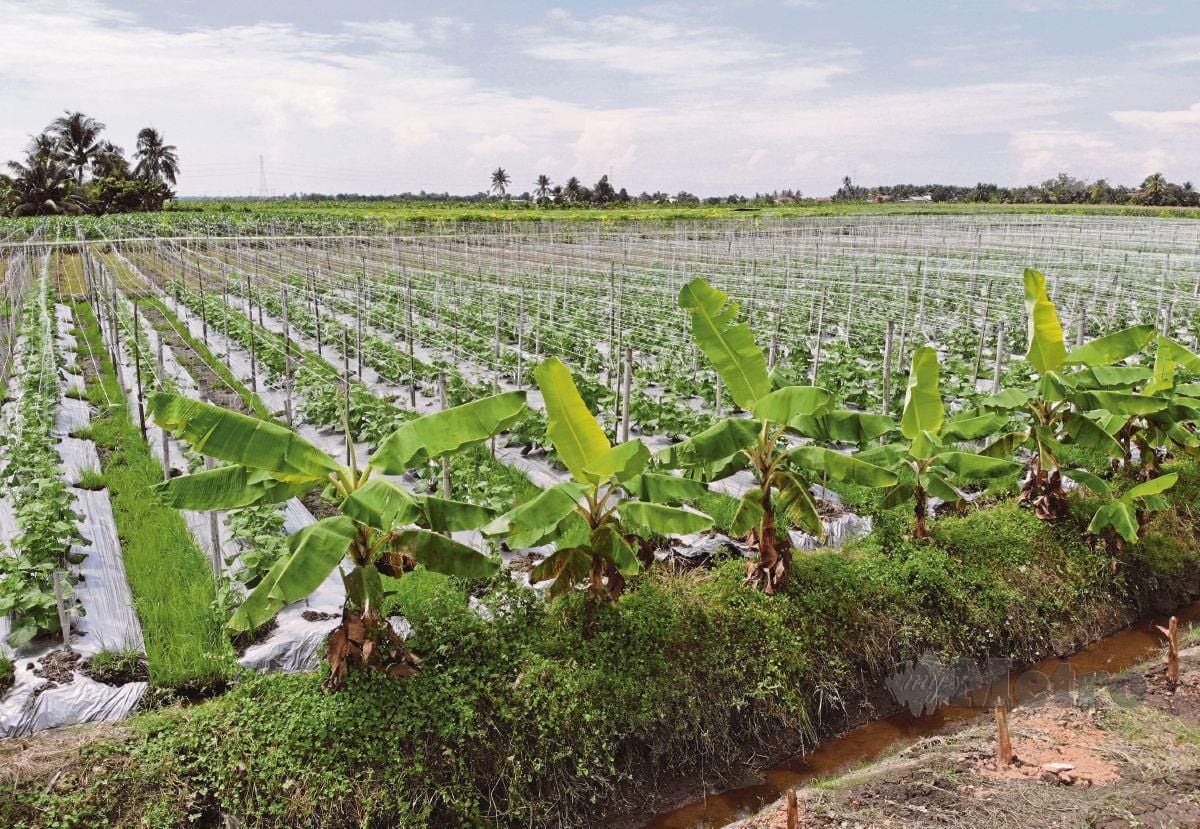 PEMANDANGAN udara menunjukkan sebahagian besar kawasan bendang sawah padi ditukar ganti menjadi kebun pelbagai jenis sayur-sayuran yang diusahakan oleh warga asing dari Bangladesh di Sungai Burung, Sekinchan. FOTO Aizuddin Saad