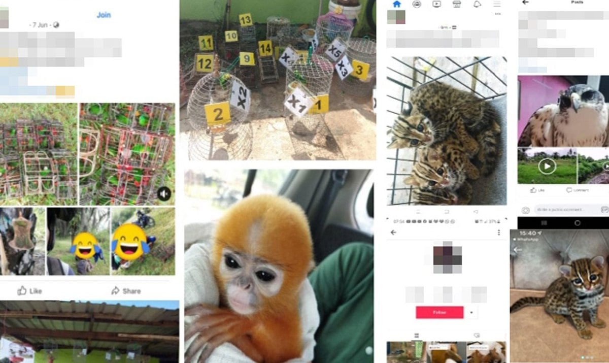 PENJUALAN haiwan liar di platform  media sosial dikesan seawal 2013.