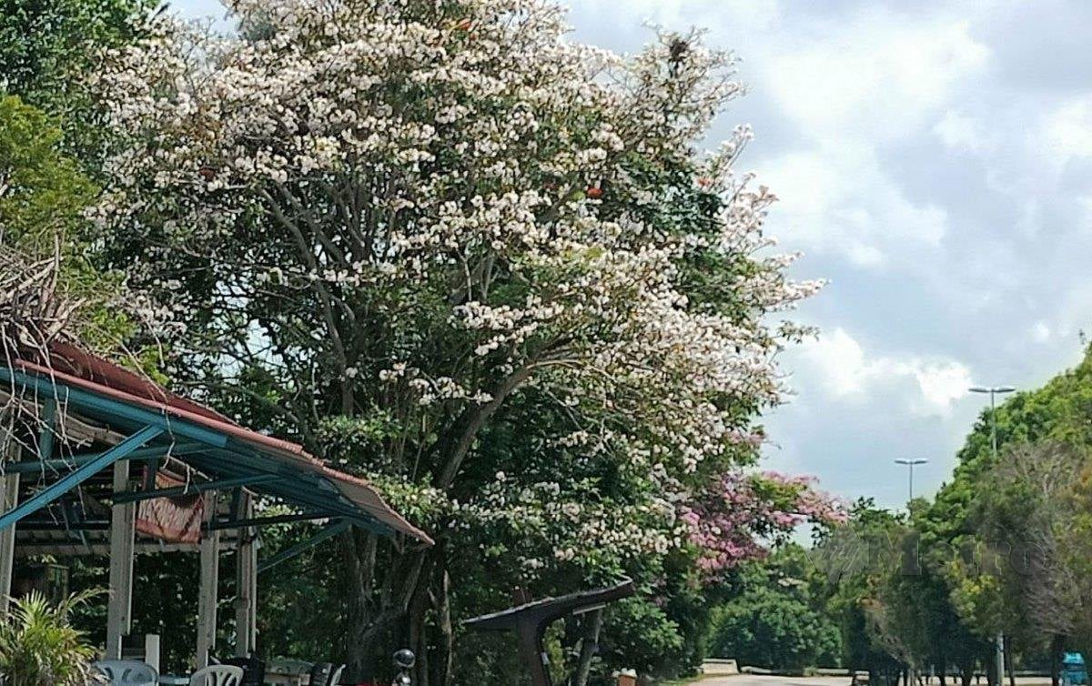SITUASI menarik landskap bunga tekoma di Melaka yang mula berbunga. FOTO Nazri Abu Bakar