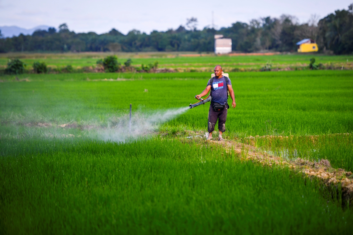 PESAWAH melakukan semburan racun kimia bagi mencegah kerosakan tanaman padi ketika tinjauan di Kampung Alur Tuman hari ini. FOTO Bernama