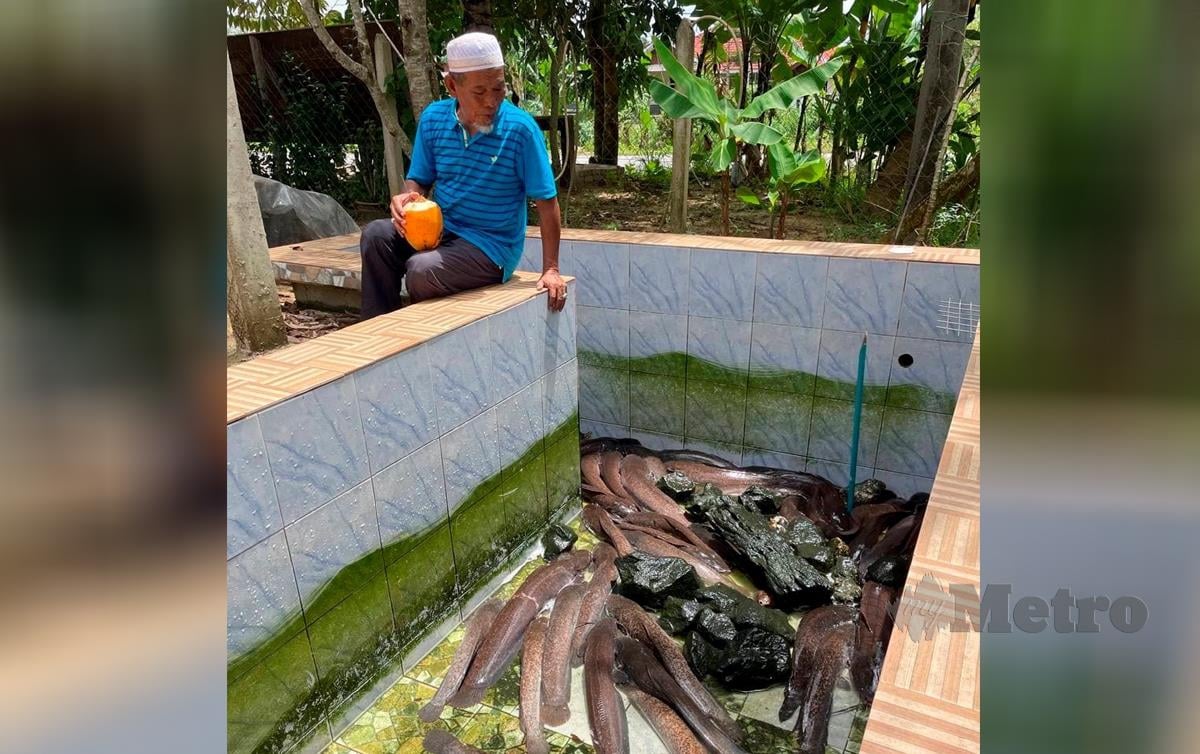 BAHARI Ahmad, 64, dari Kampung Bukit Guntung, Manir bersama ikan keli yang diternak di kolam renang milik cucu di rumahnya. FOTO Ahmad Rabiul Zulkifli