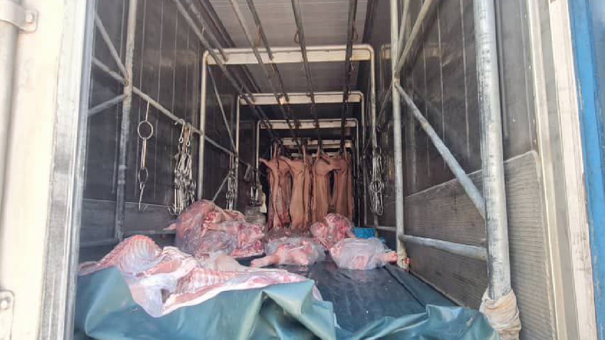Sebanyak 11.396 tan daging khinzir sejuk beku seludup yang dianggarkan bernilai RM227,920 dirampas dalam dua kenderaan di Kampung Teluk, Chabang Empat, Tumpat. FOTO IHSAN JKDM