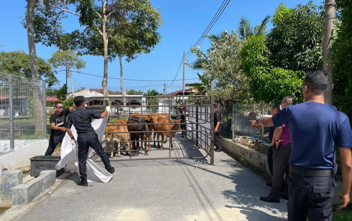 ANTARA tujuh lembu yang ditangkap Penguatkuasa MPPD yang berkeliaran di Taman Wawasan, Lukut yang mana pemiliknya lelaki berusia 60 tahun di kompaun sebanyak RM9,000. FOTO ihsan MPPD