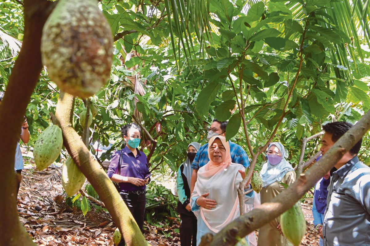 DATUK Zuraida  (tengah) semasa melawat sekitar Ladang Koko Ting Agro Enterprise (TAE) di Kampung Panchor dekat Durian Tunggal hari ini. FOTO Bernama
