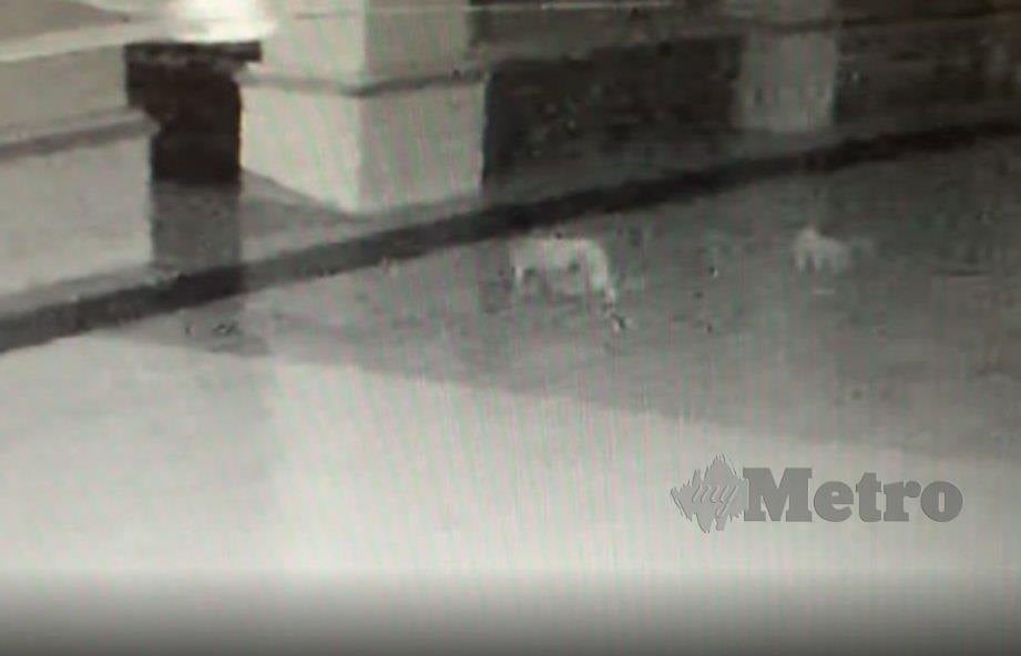 GAMBAR anjing yang di ambil dari monitor CCTV menunjukan beberapa ekor anjing yang berkeliaran di dalam kawasan beranda masjid di Masjid Bandar Springhill, Port Dickson. FOTO Mohd Khidir Zakaria
