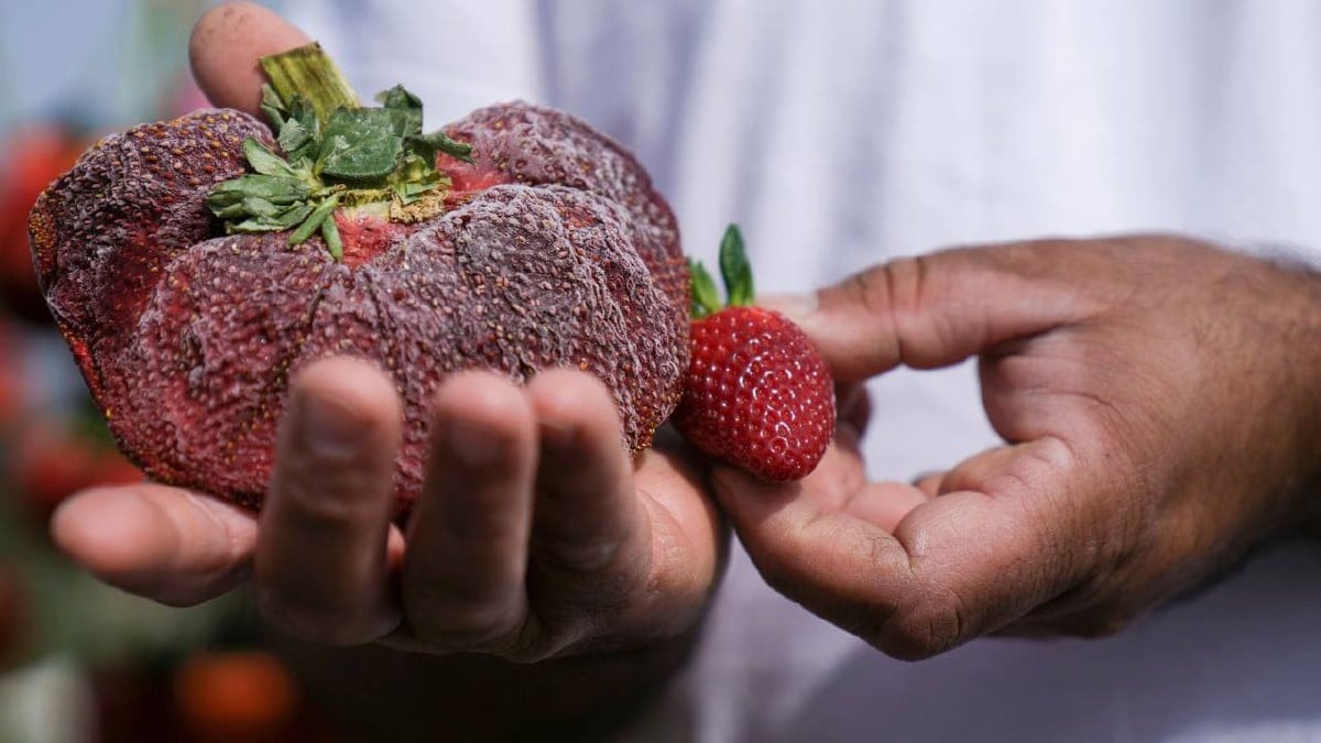 CHAHI Ariel memegang buah strawberi seberat 289 gram yang mencipta rekod dalam GWR. FOTO Agensi