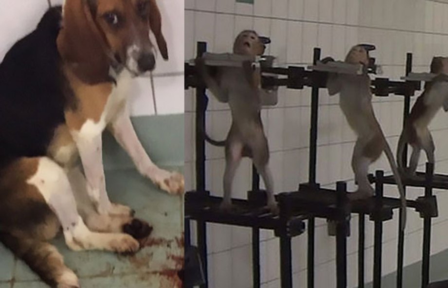 GAMBAR menunjukkan haiwan diperlakukan kejam oleh makmal di Jerman. FOTO Agensi