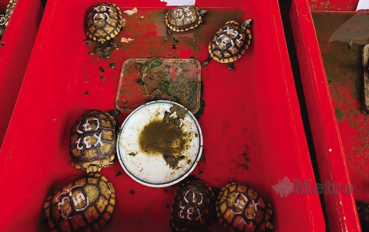 PELBAGAI spesies kura-kura seludup dirampas dari sebuah kediaman di sebuah premis di Simpang Ampat, Seberang Perai Selatan, Pulau Pinang