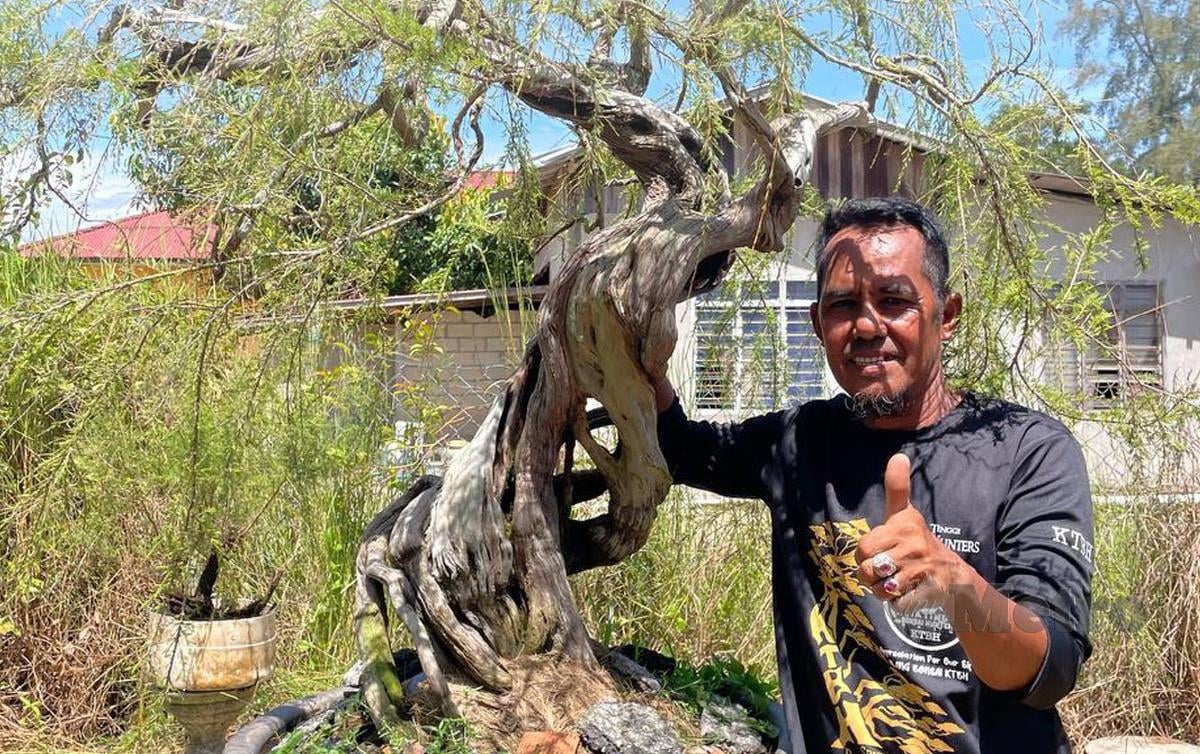 ZAKARIA  menunjukkan bonsai cucur atap yang berusia lebih 100 tahun yang berharga RM15,000.