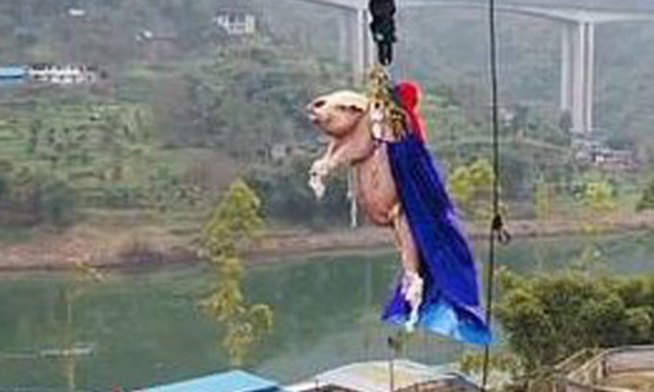 SEEKOR babi dipaksa melakukan terjunan bungee  sehingga mengundang kritikan masyarakat dunia. FOTO Agensi