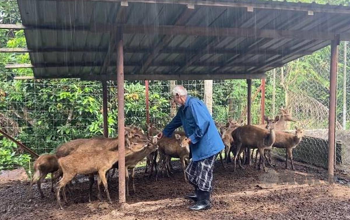 MAT Roni memberi rusanya makan di dalam kandang yang dibina di belakang rumahnya di Kampung Chatel, Lata Rek..FOTO Hazira Ahmad Zaidi