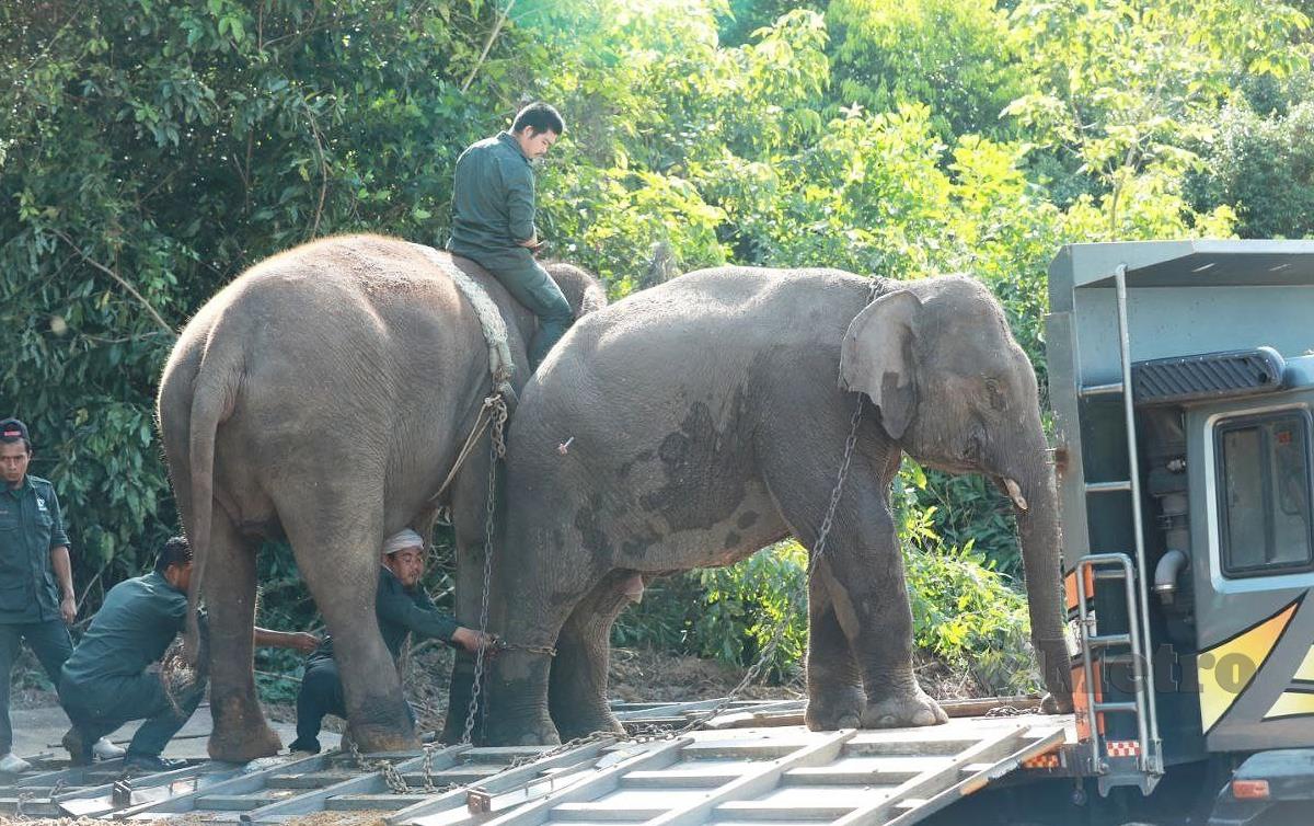 PUSAT Konservasi Gajah Kebangsaan (PKGK) Kuala Gandah Lanchang, Temerloh memindahkan gajah di Rompin pada 2021. FOTO Mohd Rafi Mamat