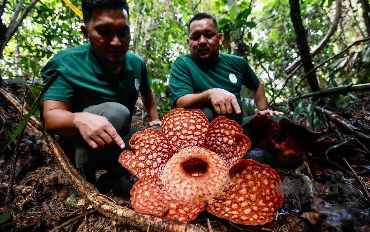 taman bunga rafflesia; tempat menarik di Gerik