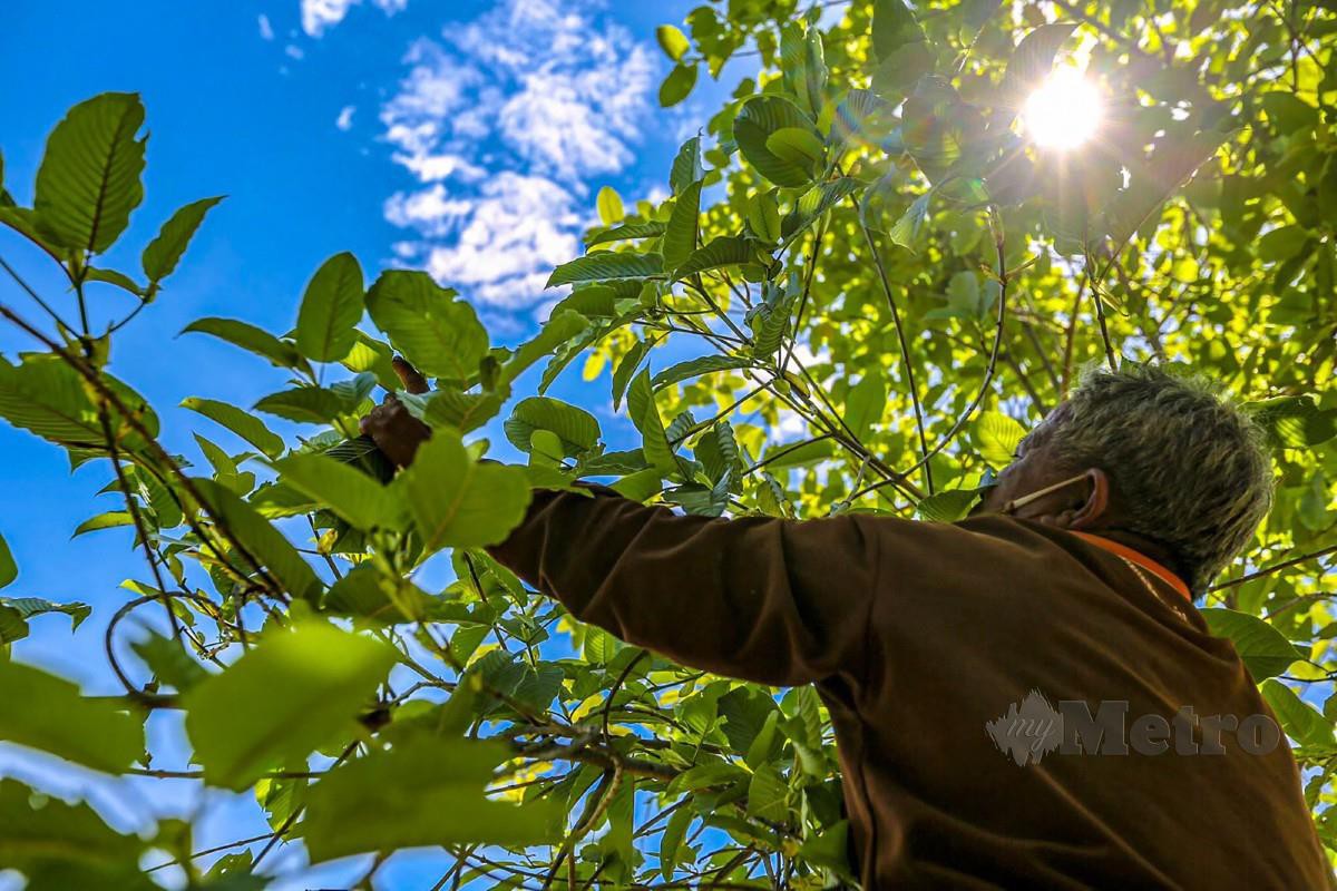 Petani melihat pokok ketum yang ditanam di Nonthaburi, Thailand. - FOTO AFP