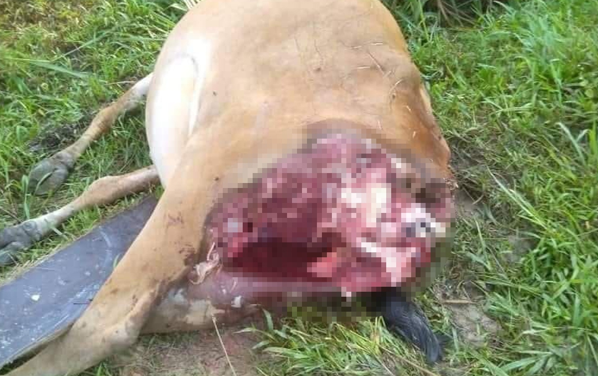 BANGKAI seekor lembu ditemukan dipercayai selepas diserang haiwan buas dalam kawasan kebun kelapa sawit di Felda Ulu Tebrau. FOTO ihsan penduduk