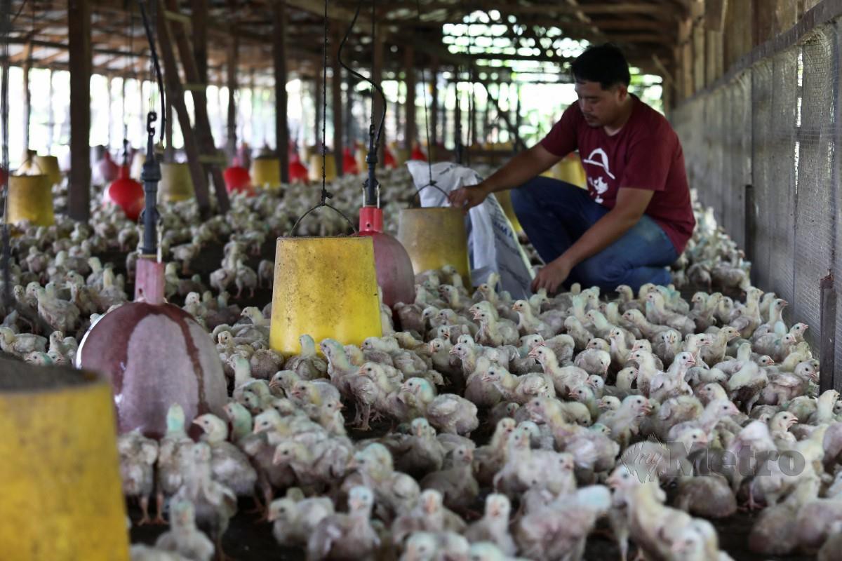 Pekerja, Mohd Hamizan Zakari memeriksa sebahagian ayam yang diternak di sebuah ladang di Kampung Pelam, Telemong di Hulu Terengganu. - FOTO NSTP