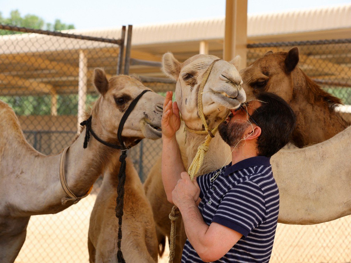 Dr Nizar Wani mencium seekor unta yang bertindak sebagai ‘ibu tumpang’. - FOTO Reuters