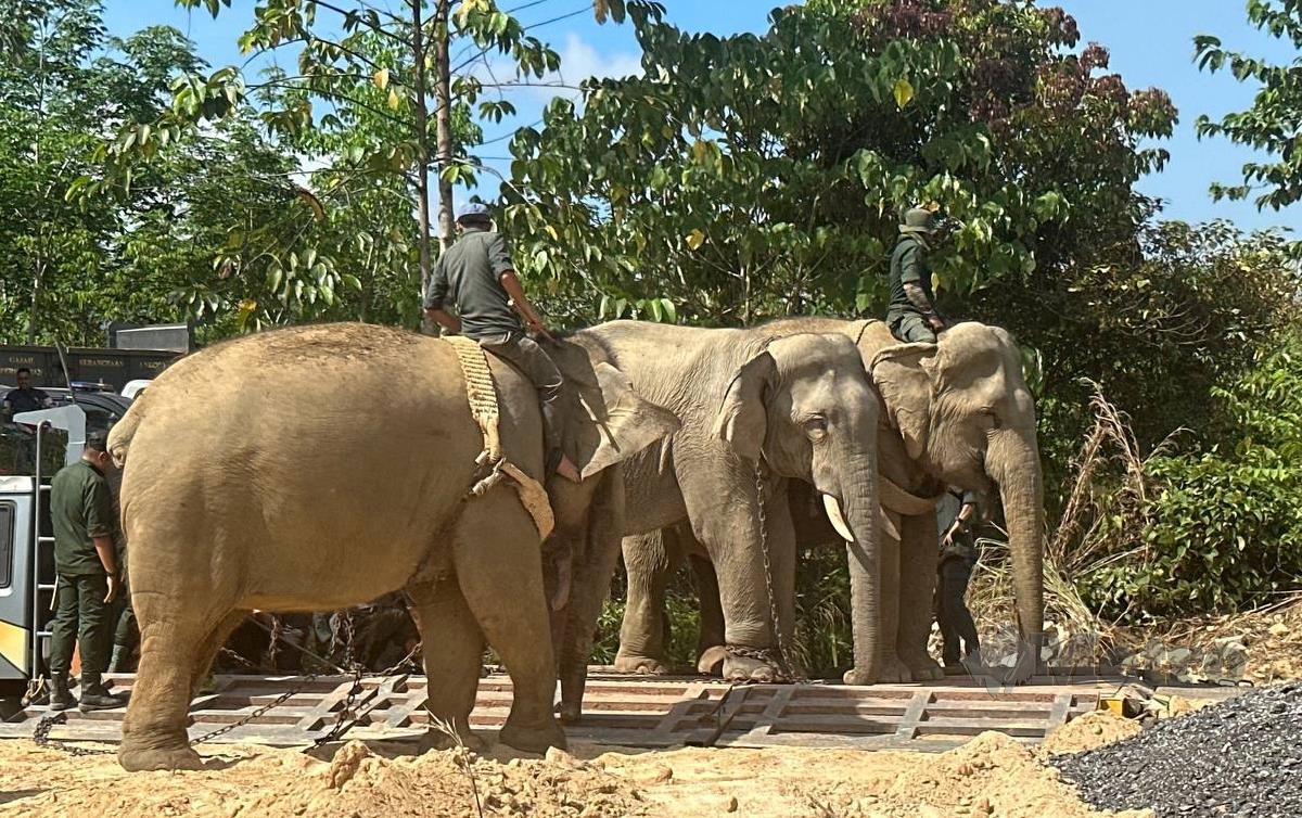 Gajah denak, Sanum (kiri) membantu memujuk Nik Subong dalam operasi pemindahan gajah di RPT Sungai Terah, di sini, hari ini. FOTO Paya Linda Yahya