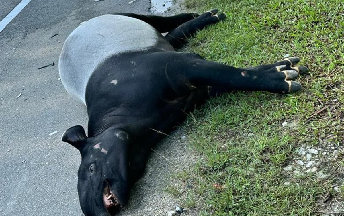 KEADAAN tapir yang dirempuh kenderaan ketika melintas jalan di kawasan Puncak Alam.
