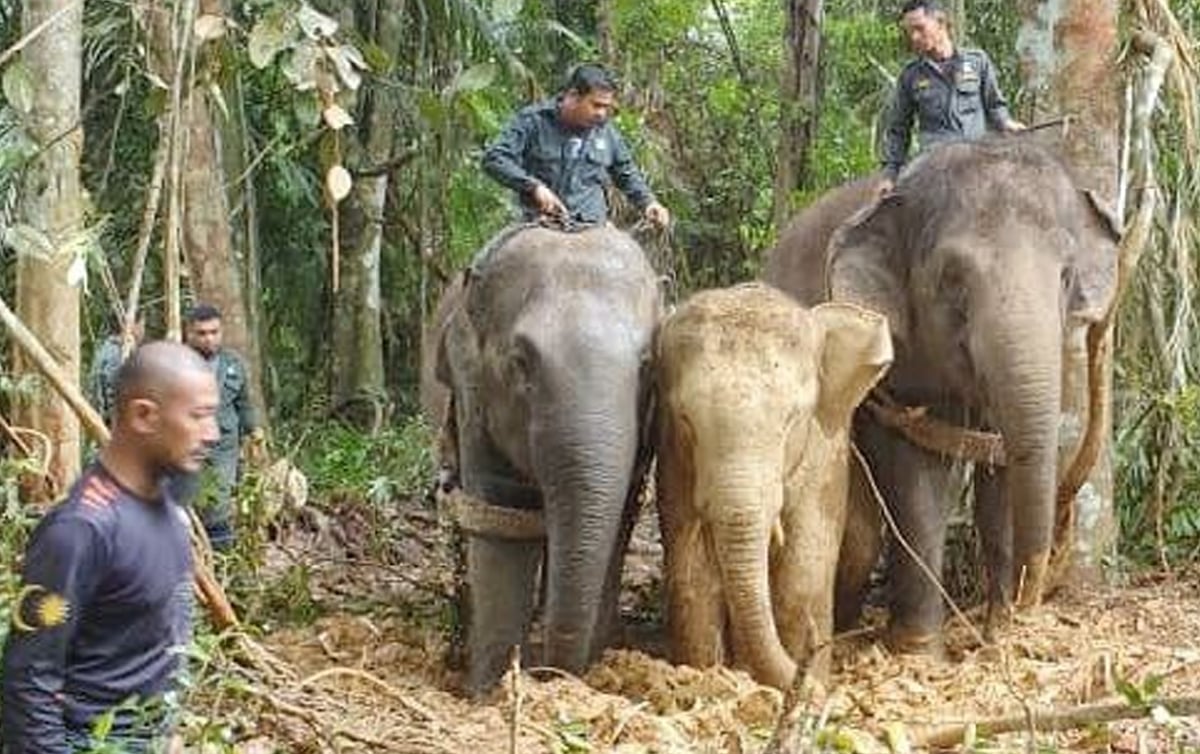Gajah denak, Suria dan Indah dalam operasi memindahkan gajah jantan di kawasan kampung FELDA Panching Selatan. FOTO ihsan PKGK