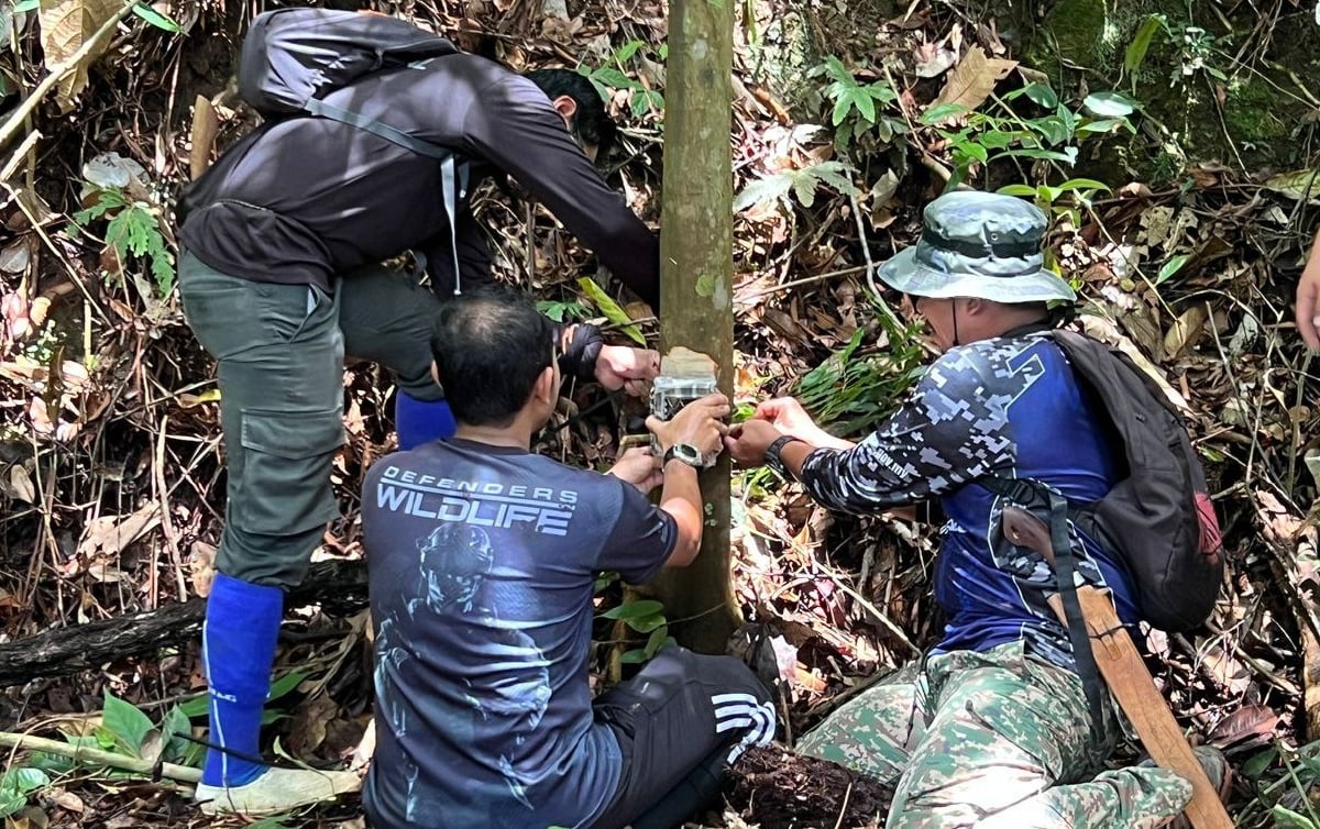 (PERHILITAN) Selangor memasang kamera perangkap di beberapa lokasi seluruh Selangor susulan aduan kehadiran harimau belang. FOTO ihsan PERHILITAN SELANGOR