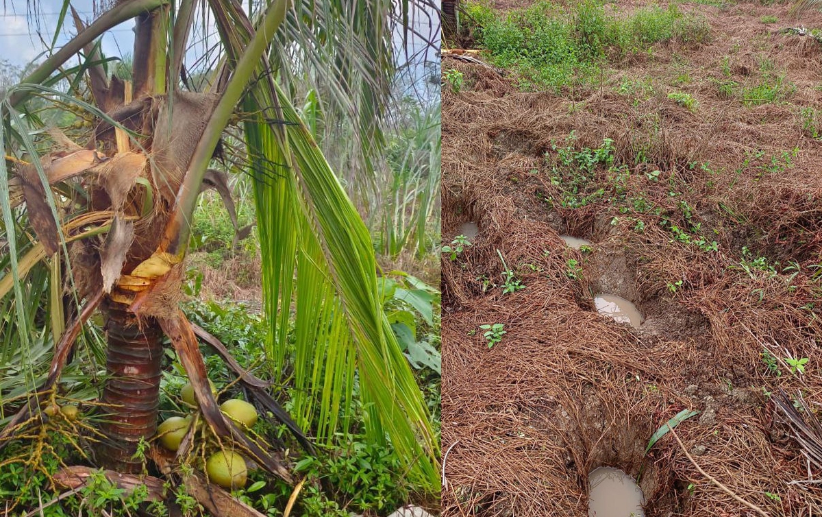 POKOK kelapa yang dikebun Mohd Fauzi Sulaiman, yang dimusnahkan gajah liar. FOTO ihsan Mohd Fauzi