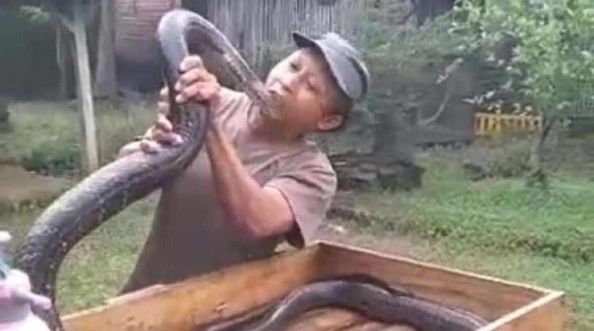FOTO menunjukkan Imam bermain dengan ular peliharaannya. FOTO Agensi 