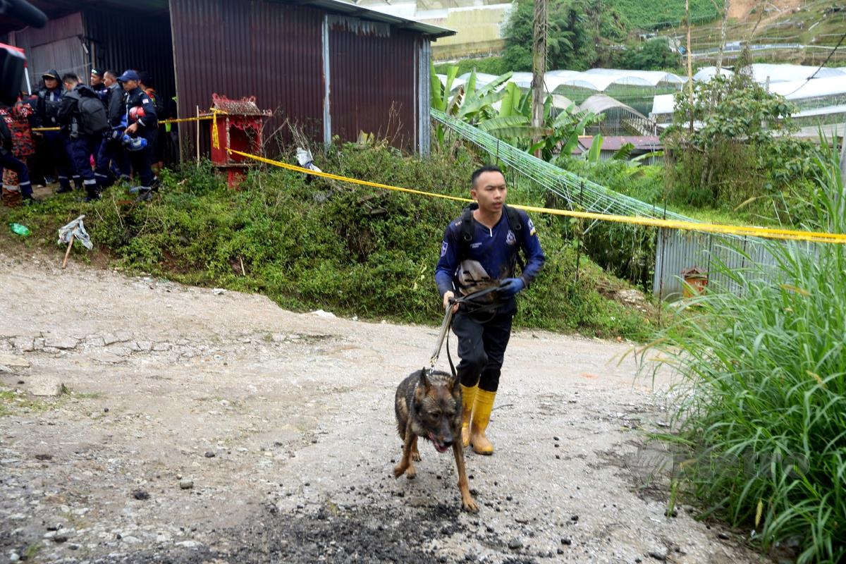 ANJING pengesan K9 Polis Diraja Malaysia turut digunakan mengesan  lima (5) orang mangsa termasuk satu (1) orang wanita dalam kejadian tanah runtuh di Kampung Batu 59, Kg. Raja.  FOTO L Manimaran