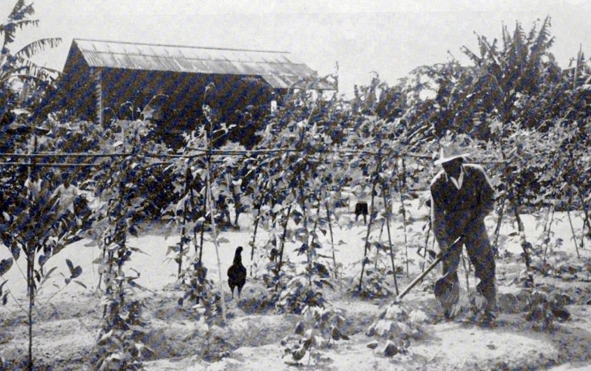 SUASANA penduduk Felda Jengka yang bercucuk tanam pelbagai sayuran di hadapan rumah mereka.