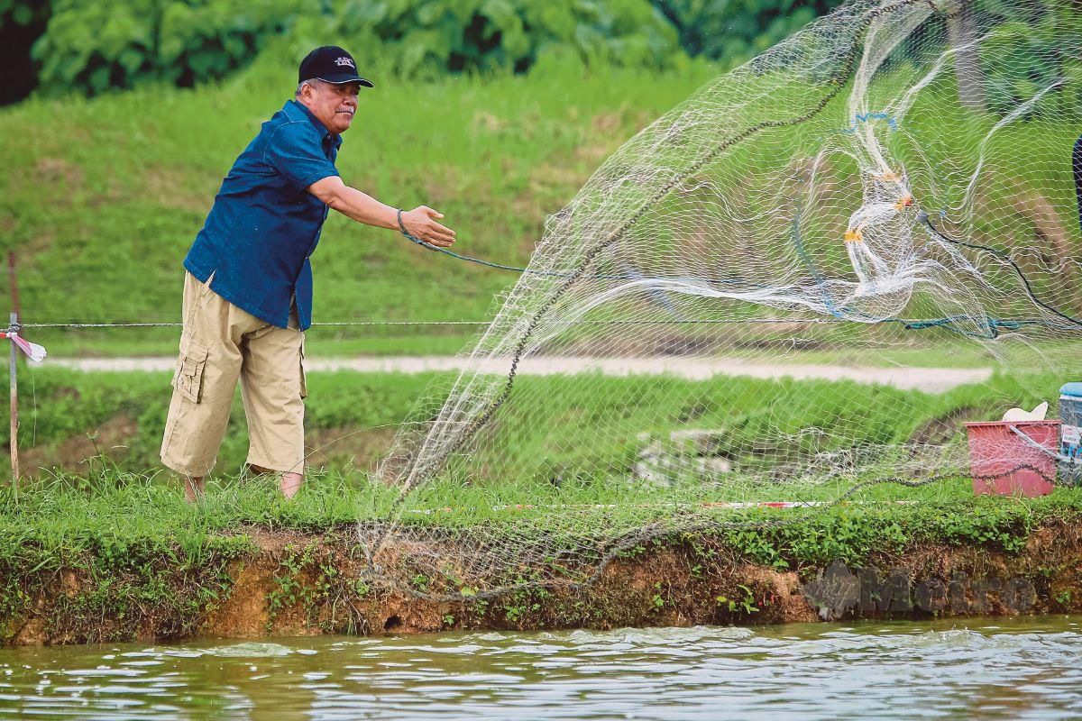 SABU menebar jalan pada program Santai Akuakultur Menteri Pertanian dan Keterjaminan Makanan Bersama Media di Ladang Pembenihan dan Ternakan Ikan Air Tawar, Bestari Jaya. FOTO Asyraf Hamzah