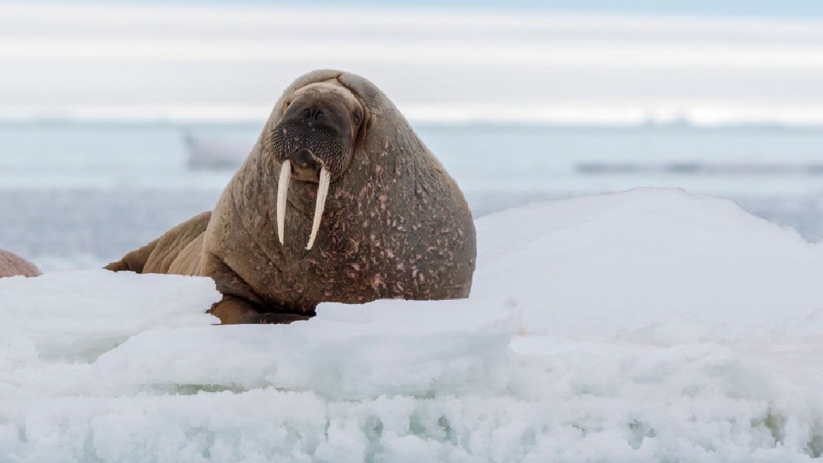 Walrus di kepulauan Svalbard, Norway semakin pupus. FOTO Agensi