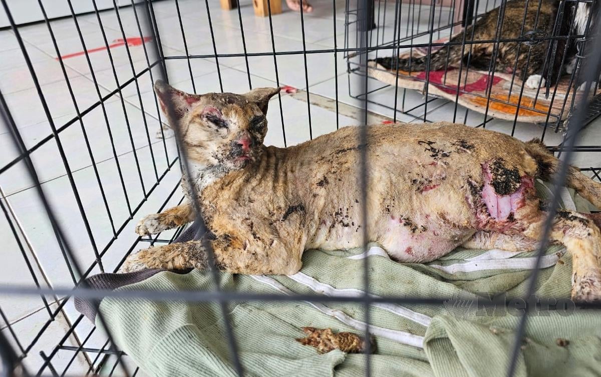 ANTARA kucing yang terselamat dirawat di klinik veterina di Banda Jengka. FOTO Amir Hamzah Nordin