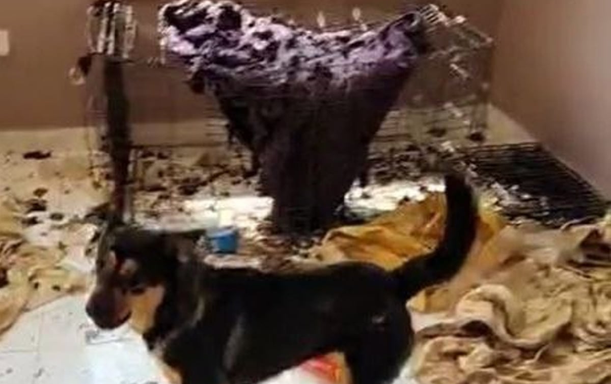 35 ekor anjing yang dijumpai di lokasi, mereka turut menemui bangkai beberapa ekor anjing dan kucing di dalam unit berkunci sebuah rumah di Port Dickson. FOTO ihsan pembaca