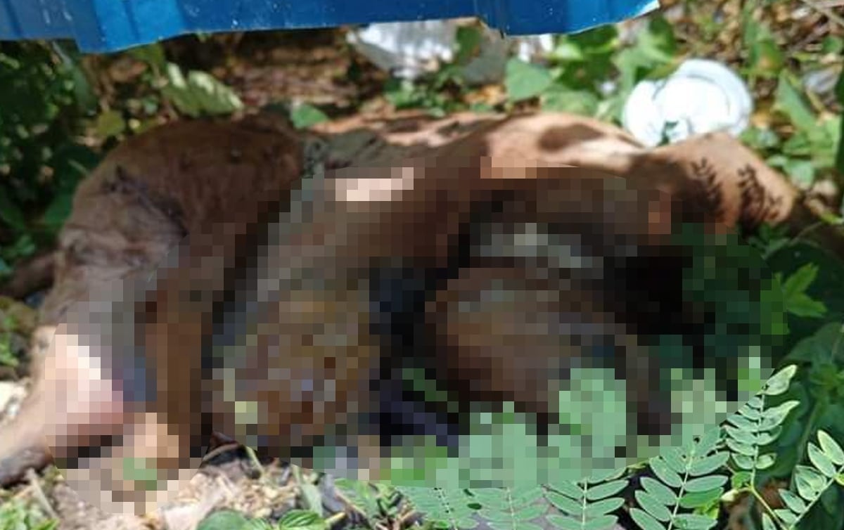 BANGKAI anjing liar disyaki mati disebabkan diracun terbiar di beberapa kawasan sekitar bandaraya Kuala Terengganu. FOTO ihsan PPHTT