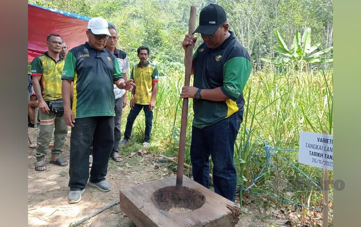 USAS akan memulakan penanaman padi NMR-152 atau padi nuklear menerusi projek rintis Pembangunan Tanah Sawah Terbiar di Mukim Kota Lama Kanan, Kuala Kangsar. FOTO Muhammad Zulsyamini Sufian Suri