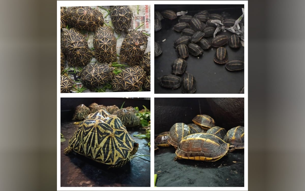 KURA-KURA seludup spesies Three-Keeled Land Tortoise dan Indian Star Tortoise yang dirampas.