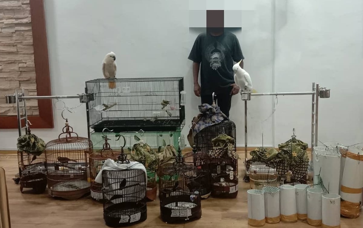 ANTARA burung liar spesies dilindungi yang dirampas Unit Wildlife Crime Unit (WCU) Perhilitan.