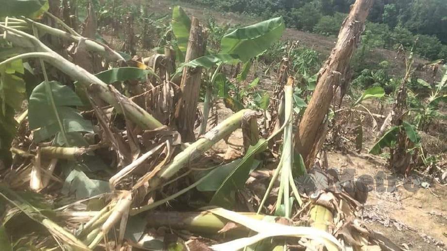 TANAMAN pisang milik penduduk yang musnah disebabkan kemunculan gajah di Kampung Batu 30, di sini, pagi kelmarin. FOTO ihsan penduduk