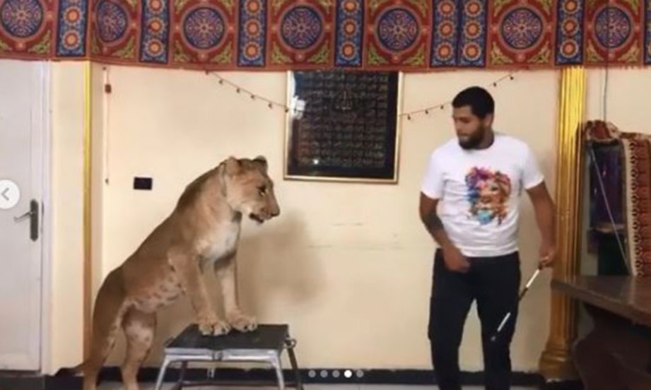 ASHRAF el-Helw membuat pertunjukan singa dari rumahnya.