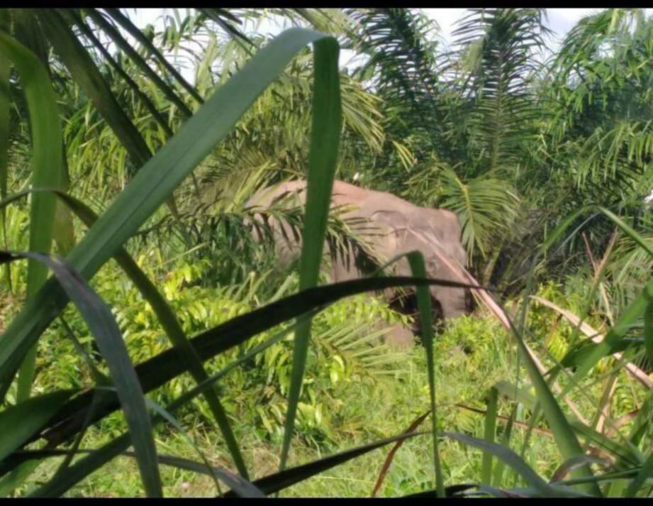 TANAMAN penduduk Anjung Teduh Felda Sahabat dilaporkan rosak dimakan gajah. FOTO ihsan Pembaca