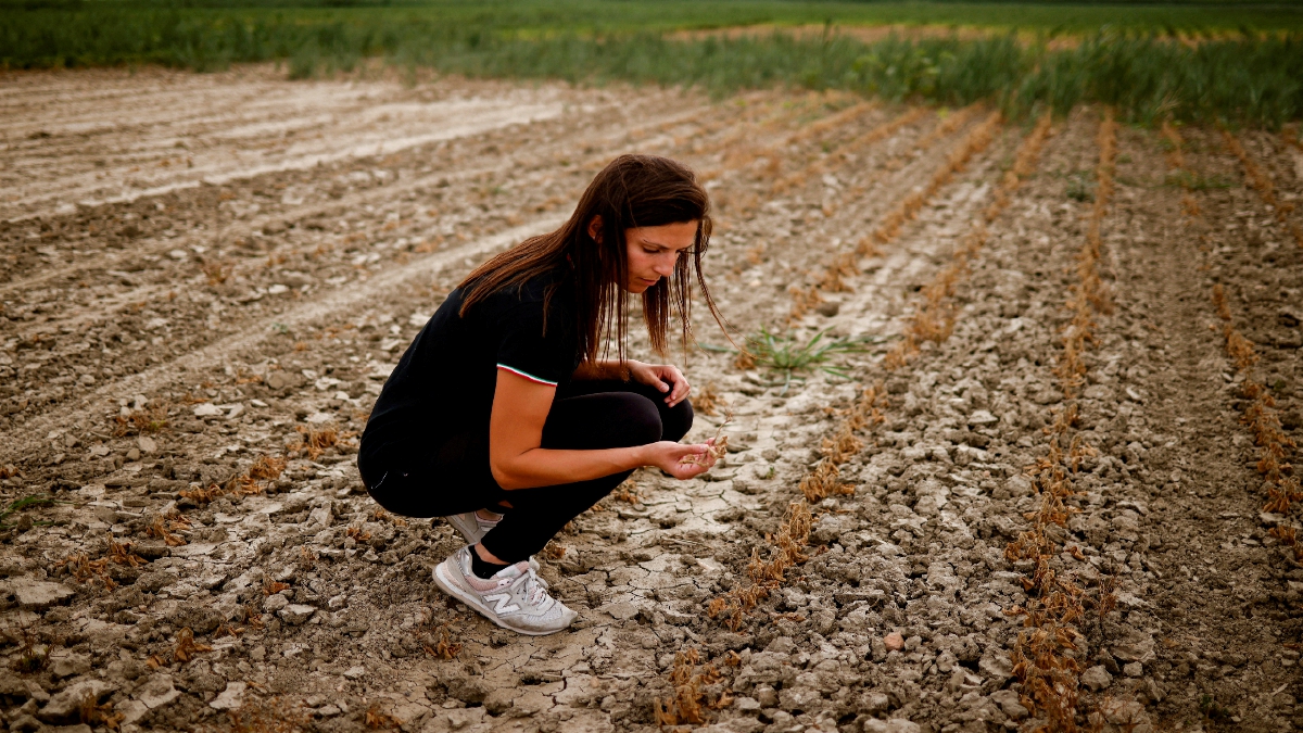 PELADANG, Federica Vidali, 29, memeriksa tanaman soyanya yang rosak kerana kemarau di Porto Tolle, Itali. FOTO Reuters