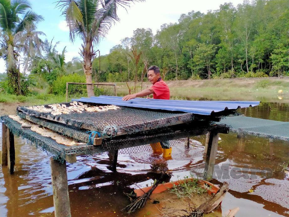 A.KARIM berusaha menjemur ikan kering apabila cuaca mula cerah di Kampung Baru Kuala Benut. FOTO Omar Ahmad