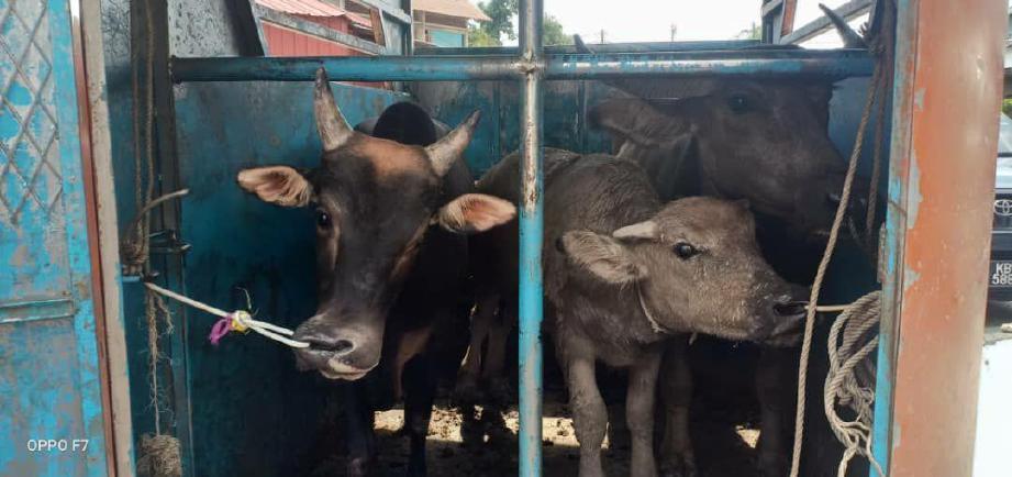 DUA kerbau betina dan seekor lembu jantan yang diseludup dari Thailand dianggarkan bernilai RM20,000 yang dibawa di dalam float kuda untuk mengaburi pandangan pihak berkuasa. FOTO ihsan PG