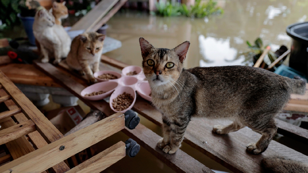 BEBERAPA ekor kucing terperangkap di sebuah rumah yang masih digenangi air ketika tinjauan di Kampung Sengkuang, Batu Pahat, Johor hari ini.