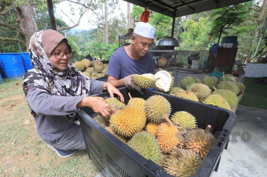 WARGA emas Ishak Bidin dan isterinya Sutinah Daud menyediakan durian percuma kepada pengunjung kediamannya di Kampung Dusun Kalong, Ulu Cheka. FOTO Mohd Rafi Mamat