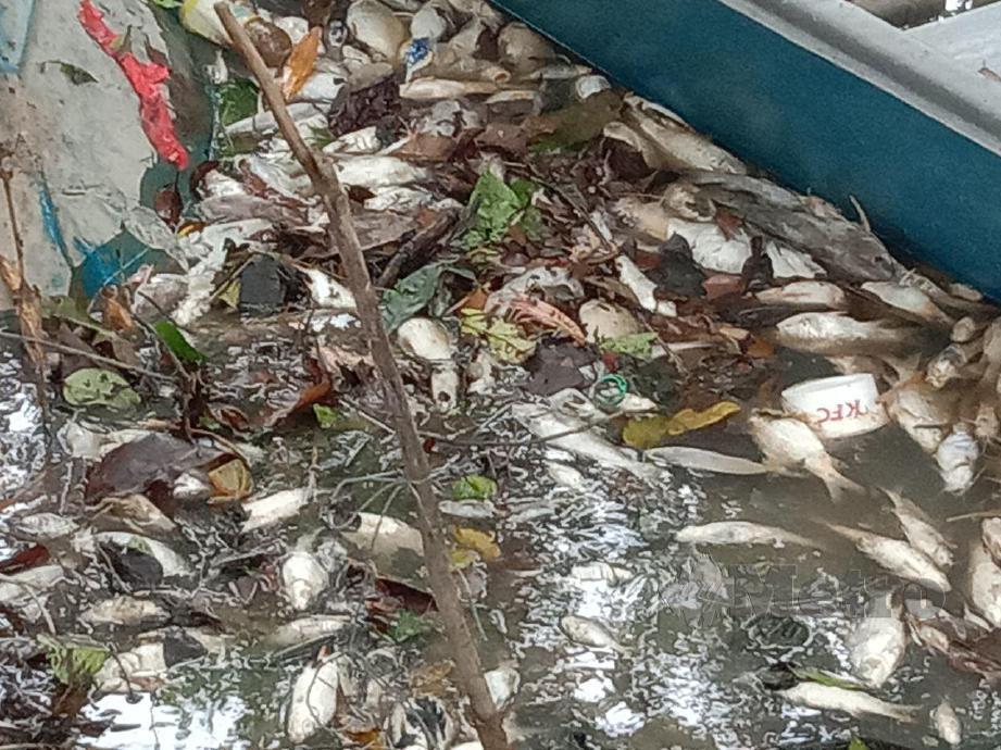 SEBAHAGIAN ikan air tawar yang ditemui mati di Sungai Sembrong di Kahang selepas dilaporkan tercemar awal pagi semalam. FOTO Adnan Ibrahim